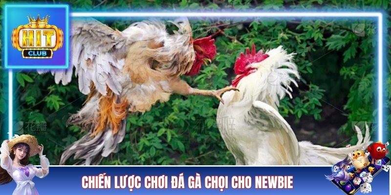 Chiến lược chơi đá gà chọi hoàn hảo cho newbie