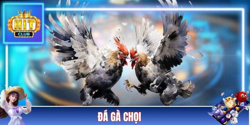 Đá Gà Chọi - Cách Huấn Luyện Chiến Kê Đỉnh Cao Cho Newbie