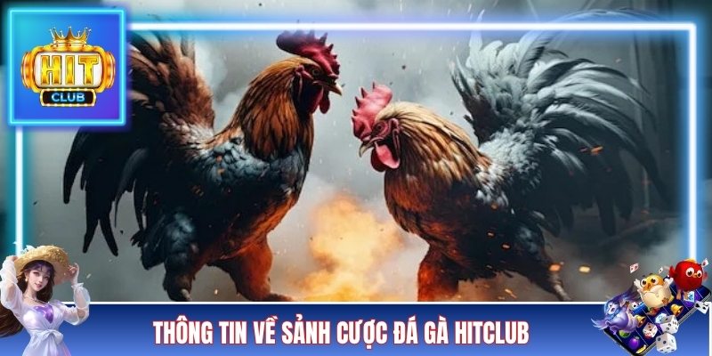 Thông tin về sảnh cược đá gà HITCLUB