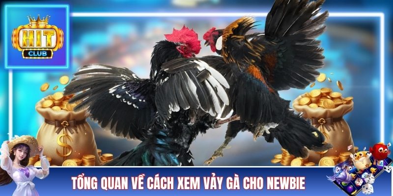 Tổng quan về cách xem vảy gà cho newbie