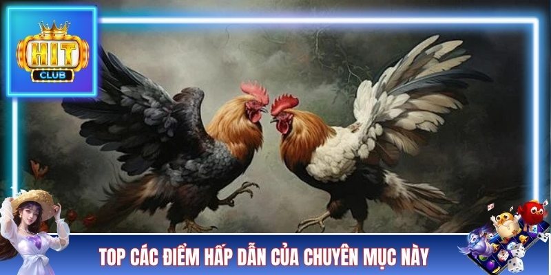 Top các điểm hấp dẫn của chuyên mục này